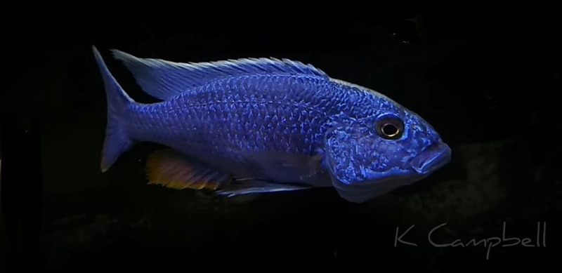 Sciaenochromis fryeri